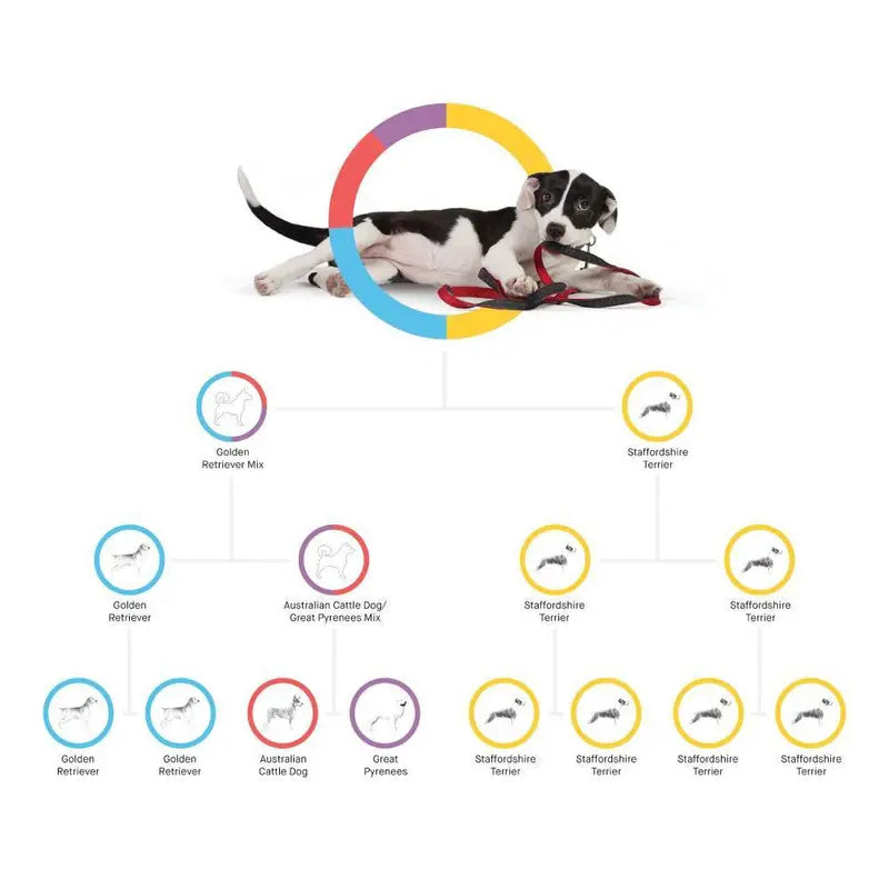Embark Dog DNA Breed Identification Test Kit With Doggy Relative Finder