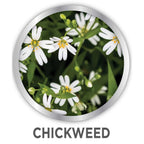 Casoron Granules Weed Preventer - 8 lbs